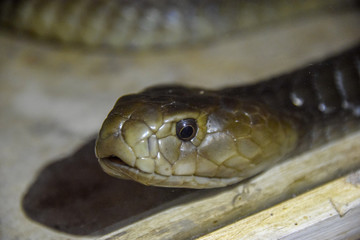 Dendroaspis polylepis, Schwarze Mamba, Profil, Mambas, Dendroaspis, Giftnatter