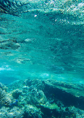 Fototapeta premium Tranquil underwater scene with copy space