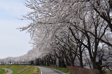 サクラ並木