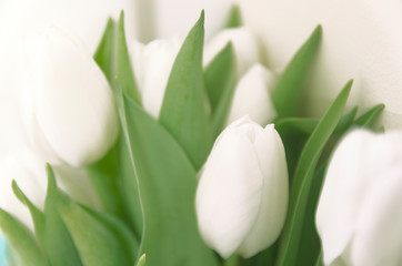Obraz na płótnie Canvas A bunch of white tulips soft focus