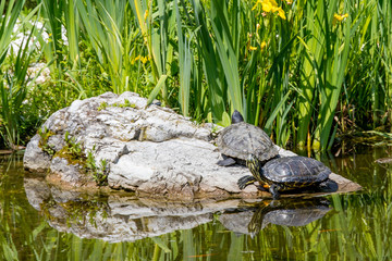 Turtles sunbathing on a rock
