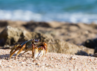 crab on beach