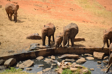 Elefanten Herdein der Savanne, Elefanten, Tsavo, Kenia, Afrika, Baby, Wasserloch