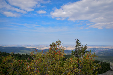 Fototapeta premium Wald mit blick aufs Tal, Harz, Brocken, Bäume, baum, Wald