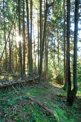 Carpathian mountain sunny landscape