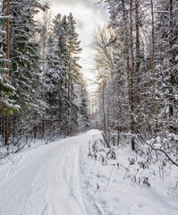 Sunny winter day in the forest Park. Everywhere lies bushy white snow.