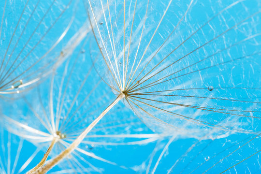  macro photo of dandelion seeds with water drops