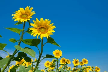 Fototapete Sonnenblume Sonnenblumenfeld mit bewölktem Himmel