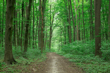 Obraz premium Forest trees. nature green wood sunlight backgrounds