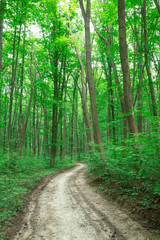 Forest trees. nature green wood sunlight backgrounds