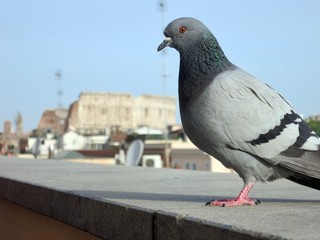イタリア　ローマ　コロッセオと鳩　italia roma corosseo and pigeon