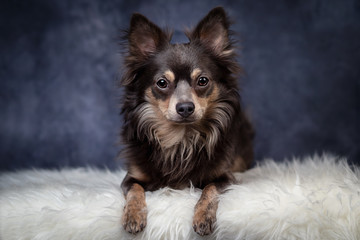 Portrait Hund Chihuahua Zwergpinscher auf weisem Fell vor blauem schwarzem dunklem hintergrund 