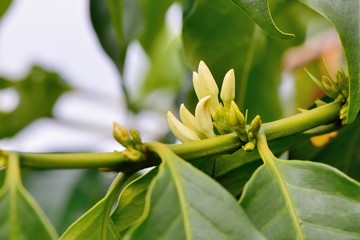 Red fruit white flower is on the coffee tree.