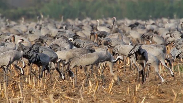 Common Crane flock in the lake of hula valey