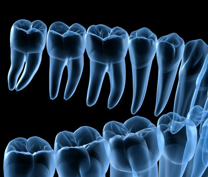 Dental Anatomy of mandibular human gum and teeth, x-ray view. Medically accurate tooth 3D illustration