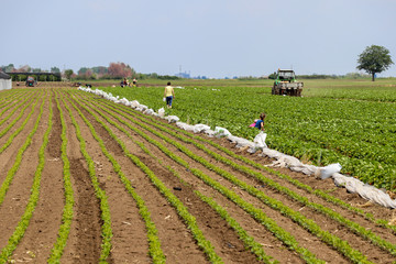 Strawberry and soja field with people and mechanization, Kisac, Serbia