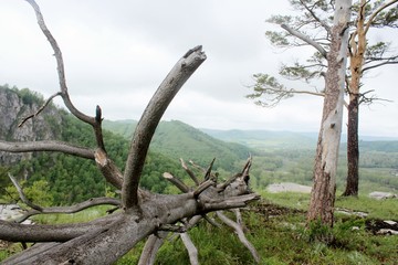 old dead tree