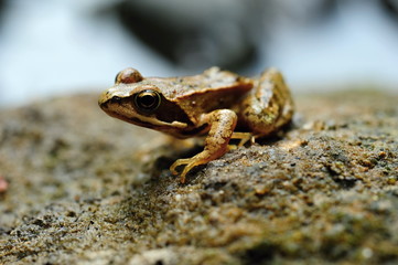 Small brown frog