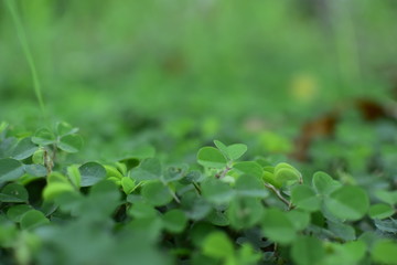 Fototapeta na wymiar green leaves on background