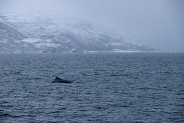 Fototapeta premium TRØMSO, Nord Norwegen | Polar- Kruezfahrten