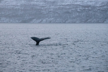 Fototapeta premium TRØMSO, Nord Norwegen | Polar- Kruezfahrten