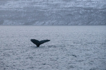 Fototapeta premium TRØMSO, Nord Norwegen | Polar- Kruezfahrten