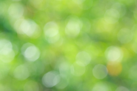 Natural green blurred background. Abstract background with bokeh defocused lights. Royalty high-quality free stock image of bokeh light from the sun through the leaves with copyspace for text design