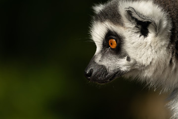Lemur catta profile view of head looking to the left