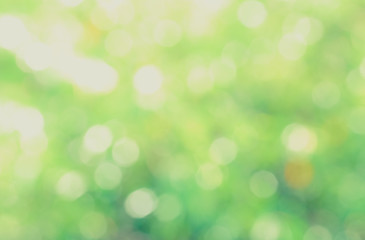 Obraz premium Zielone tło bio, jasne światło słoneczne streszczenie niewyraźne liści. Organiczny projekt natura abstrakcyjne tło z copyspace do projektowania reklamy tekstowej. Zielone tło abstrakcyjne światło i efekt bokeh