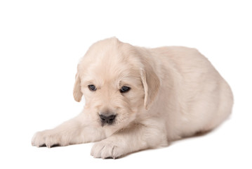 Obraz premium Golden Retriever dog on a white background