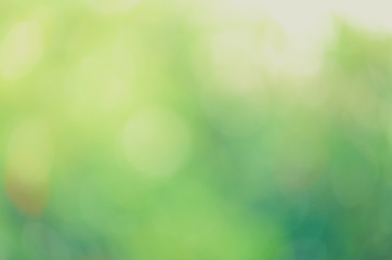 Green bio background, abstract blurred foliage bright sunlight. Organic design nature abstract background with copyspace for text advertising design.  Green abstract light background and bokeh effect