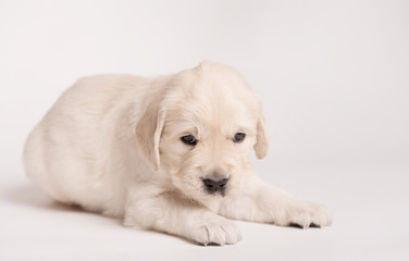 Golden Retriever dog on a white background