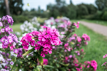 flowers in the Maryino Park