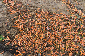 Karotten liegen auf einem Acker