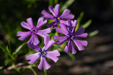 Close up of pink phlox flowers