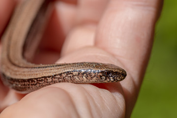 Close up of a slow worm or copper snake