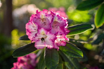 Closeup of backlit pink and white Rhododendron flowers