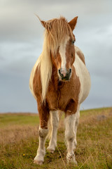 Full body front portrait of a pinto colored Icelandic horse