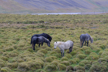 Group of Icelandic horses in a green humpy field