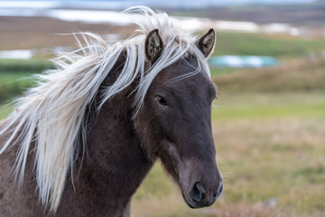 Head portrait of a brown Icelandic horse with white mane