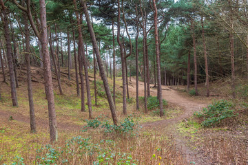 A pathway through woodland, in Formby pinewoods