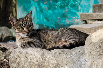 gray-striped cat lying resting with a dismissive look