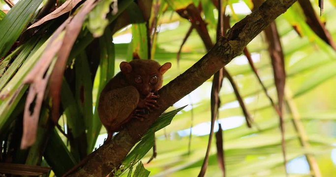 tarsier in a tree, philippines