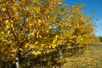 Obraz premium Autumn leaves of trees