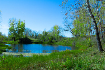 Fototapeta na wymiar Small lake in the forest