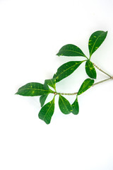 Green leaf on white background.