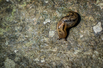 A small brown land slug in Acadia National Park, Maine