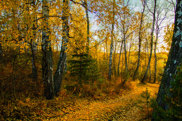 Siberian autumn forest