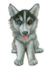 dog of breed husky . watercolor illustration