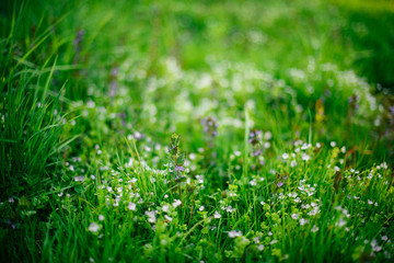 Nature, spring, blossoming, grass. The spring field with beautiful wild flowers